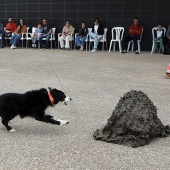 Festival de la Adopción