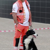 Festival de la Adopción