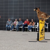 Festival de la Adopción