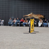 Festival de la Adopción