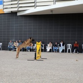 Festival de la Adopción