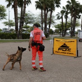 Festival de la Adopción