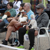 Festival de la Adopción