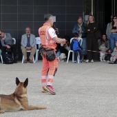 Festival de la Adopción