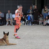 Festival de la Adopción