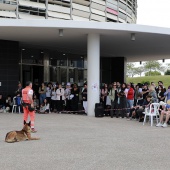 Festival de la Adopción