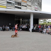 Festival de la Adopción