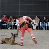 Festival de la Adopción