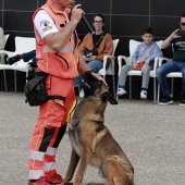 Festival de la Adopción