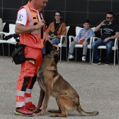 Festival de la Adopción
