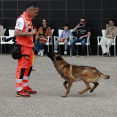 Festival de la Adopción