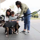 Festival de la Adopción