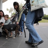 Festival de la Adopción