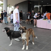 Festival de la Adopción