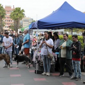 Festival de la Adopción