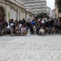 Castellón, espacios para mascotas