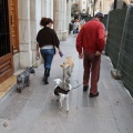 Castellón, espacios para mascotas