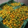 Mercado de la Naranja, Castellón