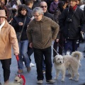 Tradicional procesión cívica en honor de Sant Antoni