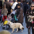Tradicional procesión cívica en honor de Sant Antoni