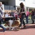 Castellón, Laude British School of Vila-Real