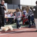 Castellón, Laude British School of Vila-Real