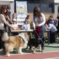 Castellón, Laude British School of Vila-Real