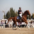 Club Hípico Mediterráneo