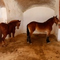 Sorteo toros viernes