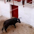 Sorteo toros viernes