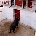 Sorteo toros viernes