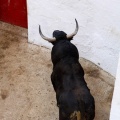 Sorteo toros viernes