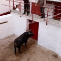 Sorteo toros viernes