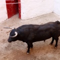 Sorteo toros viernes