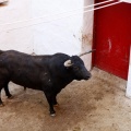 Sorteo toros viernes