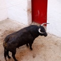 Sorteo toros viernes