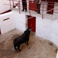 Sorteo toros viernes