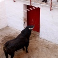 Sorteo toros viernes