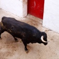 Sorteo toros viernes