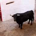 Sorteo toros viernes