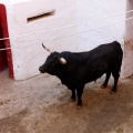 Sorteo toros viernes