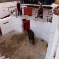 Sorteo toros viernes