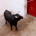Sorteo toros viernes