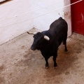 Sorteo toros viernes