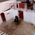 Sorteo toros viernes