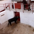 Sorteo toros viernes