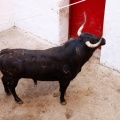 Sorteo toros viernes