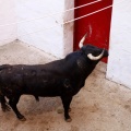 Sorteo toros viernes