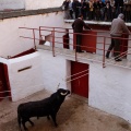 Sorteo toros viernes