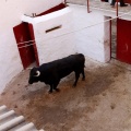 Sorteo toros viernes